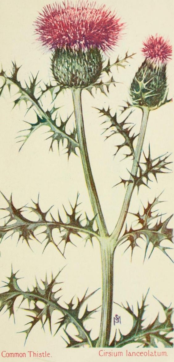 Cirsium lanceolatum [now Cirsium vulgare].