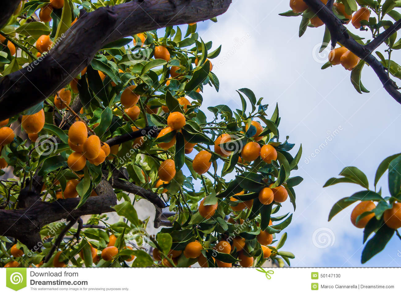 Kumquat Tree Stock Photo.