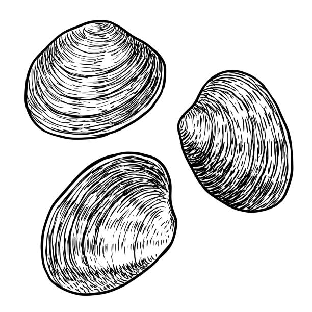 Best Clam Illustrations, Royalty.