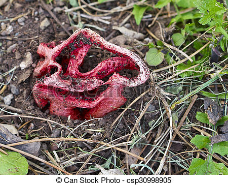 Stock Photography of Clathrus ruber.