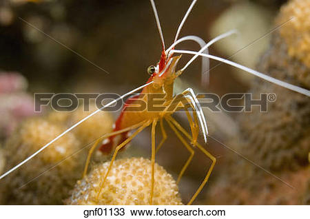 Stock Photo of Egypt, Red Sea, Cleaner shrimp (Lysmata amboinesis.