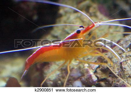 Stock Photography of The northern cleaner shrimp (Lysmata.