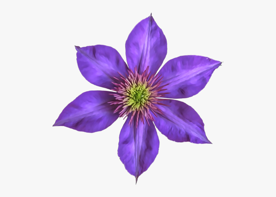 Clematis Flowers Png Free Images.