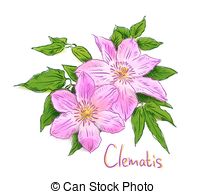 Clematis Illustrations and Clipart. 140 Clematis royalty free.