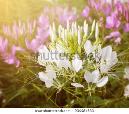 Cleome Spinosa Stock Photos, Images, & Pictures.