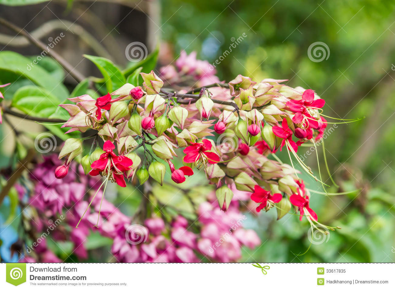 Bagflower Or Clerodendrum Thomsoniae Royalty Free Stock Photo. Bagflower Or Clerodendrum Thomsoniae Royalty Free Stock Photo.
