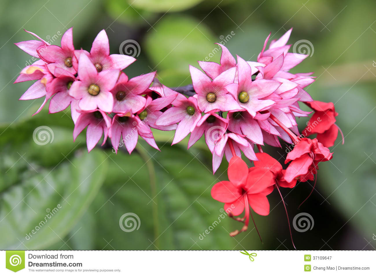 Clerodendrum Thomsoniae Royalty Free Stock Photography. Clerodendrum Thomsoniae Royalty Free Stock Photography.