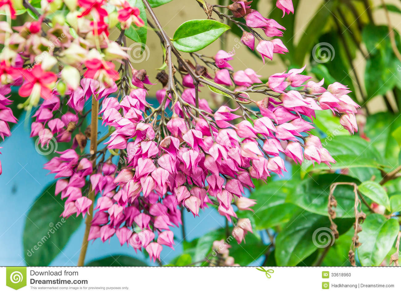 Bagflower Or Clerodendrum Thomsoniae Stock Photo. Bagflower Or Clerodendrum Thomsoniae Stock Photo.