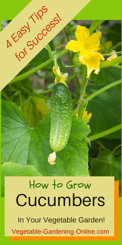 Quick Tips For Growing Cucumbers.