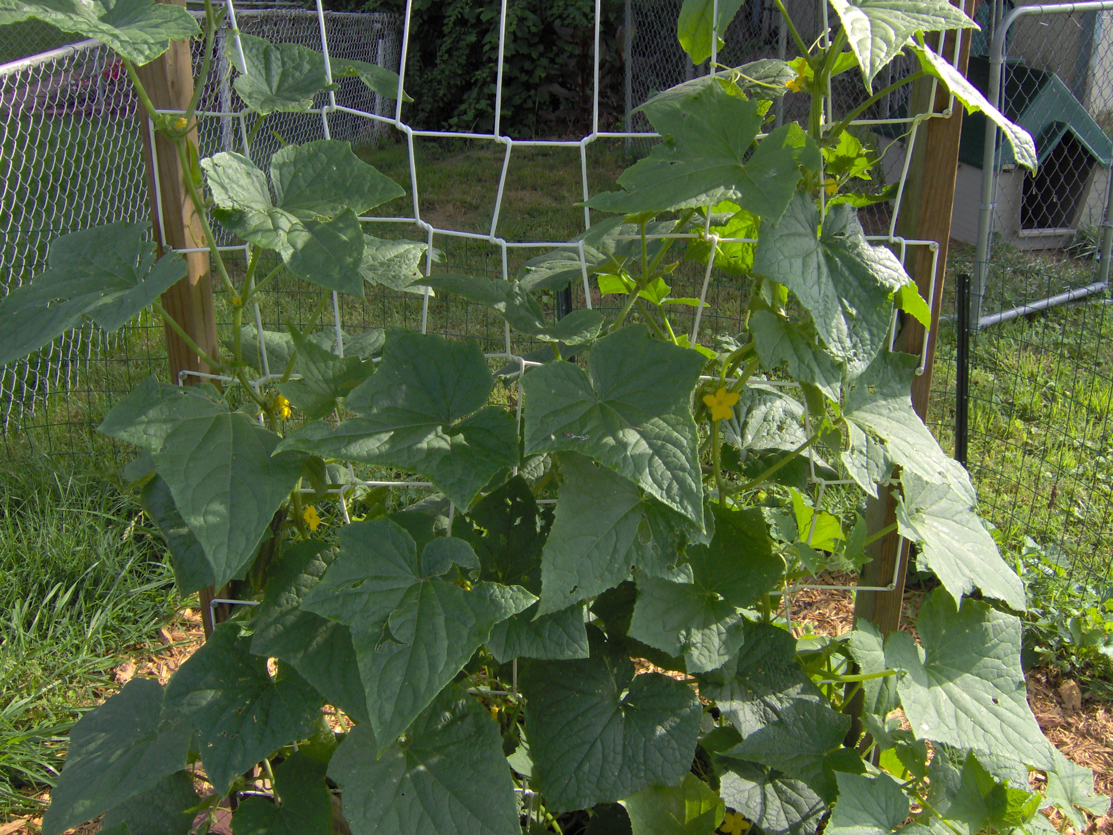 How To Build a Simple Cucumber Trellis.