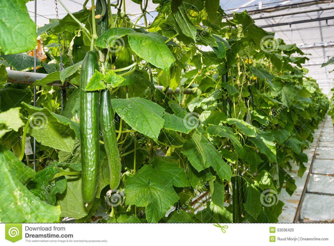 Long Cucumbers Growing In A Glasshouse Stock Photo.