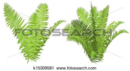 Clipart of fern, isolated on the white background k15309581.