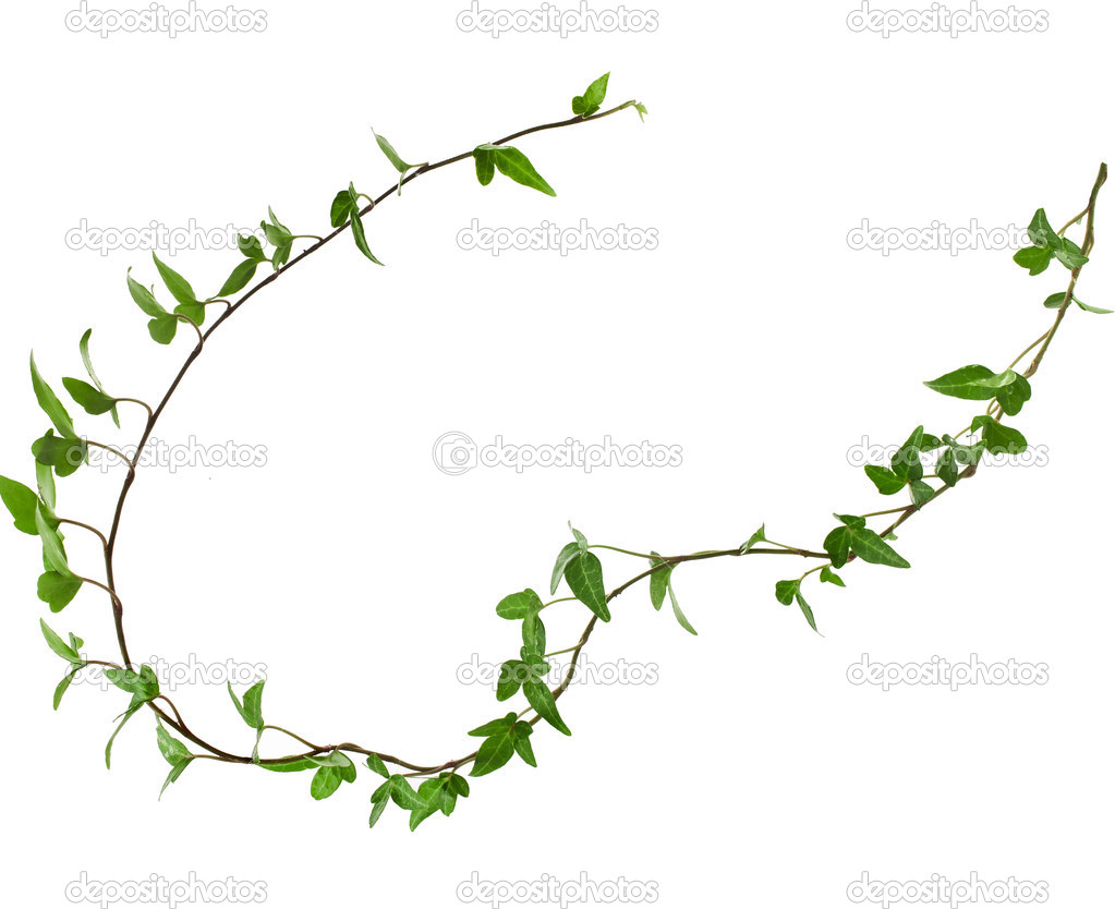 Border Frame made of Green climbing plant, isolated on white.