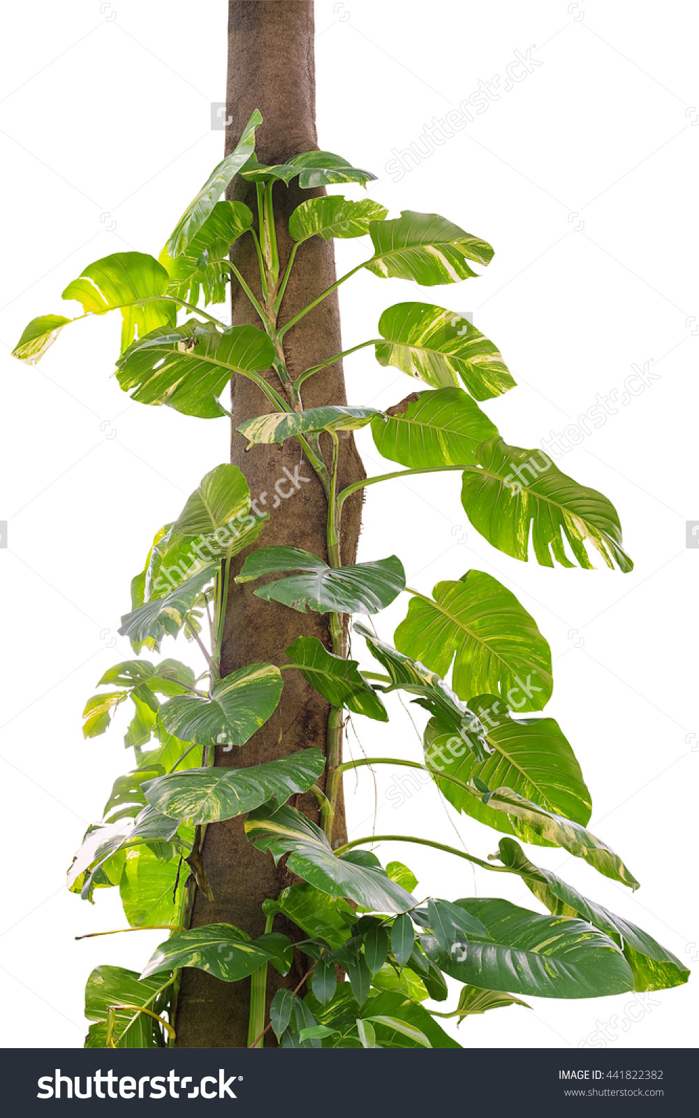 Climbing plants clipart - Clipground