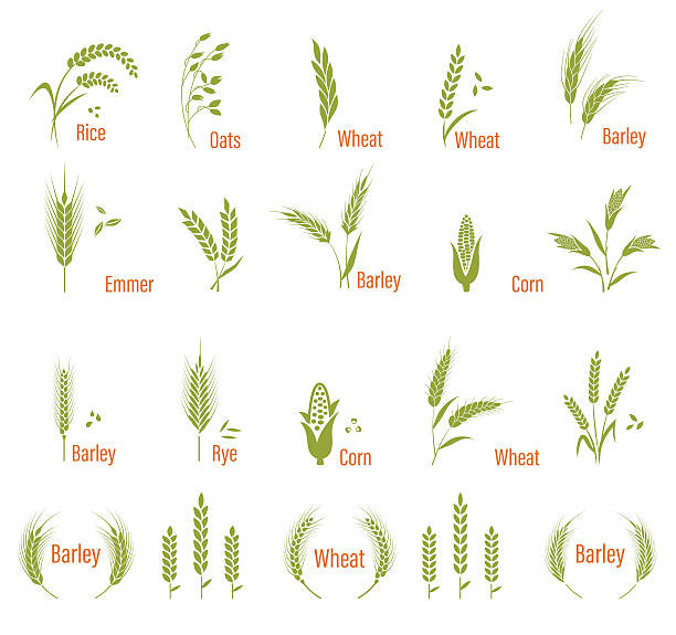 clip art barley 20 free Cliparts | Download images on Clipground 2021