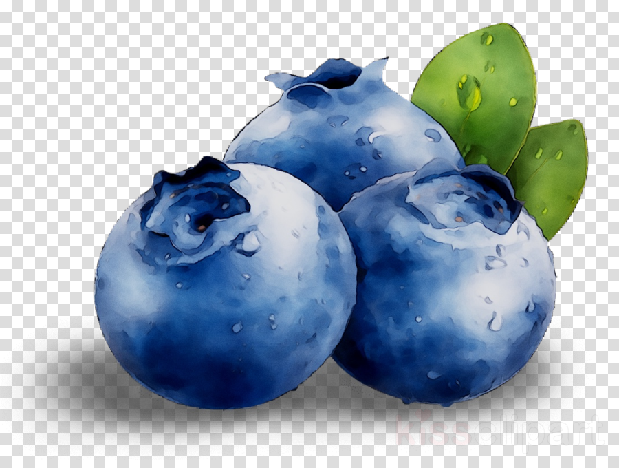 clip art blueberry 20 free Cliparts | Download images on Clipground 2021