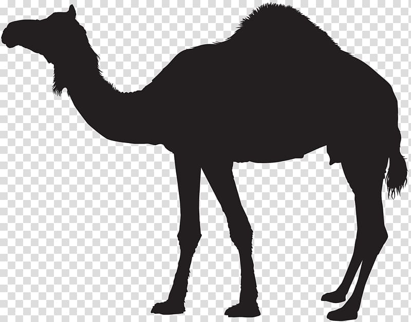 Dromedary Bactrian camel Silhouette , camel transparent background.