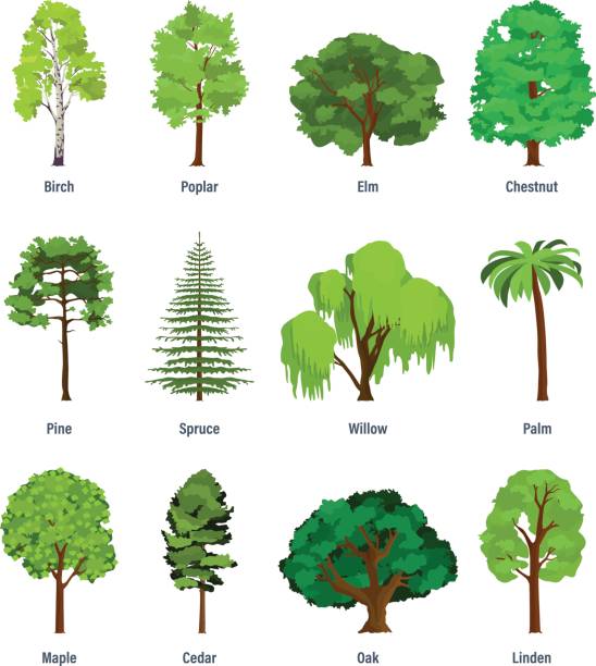 clip art cedar tree 20 free Cliparts | Download images on Clipground 2024