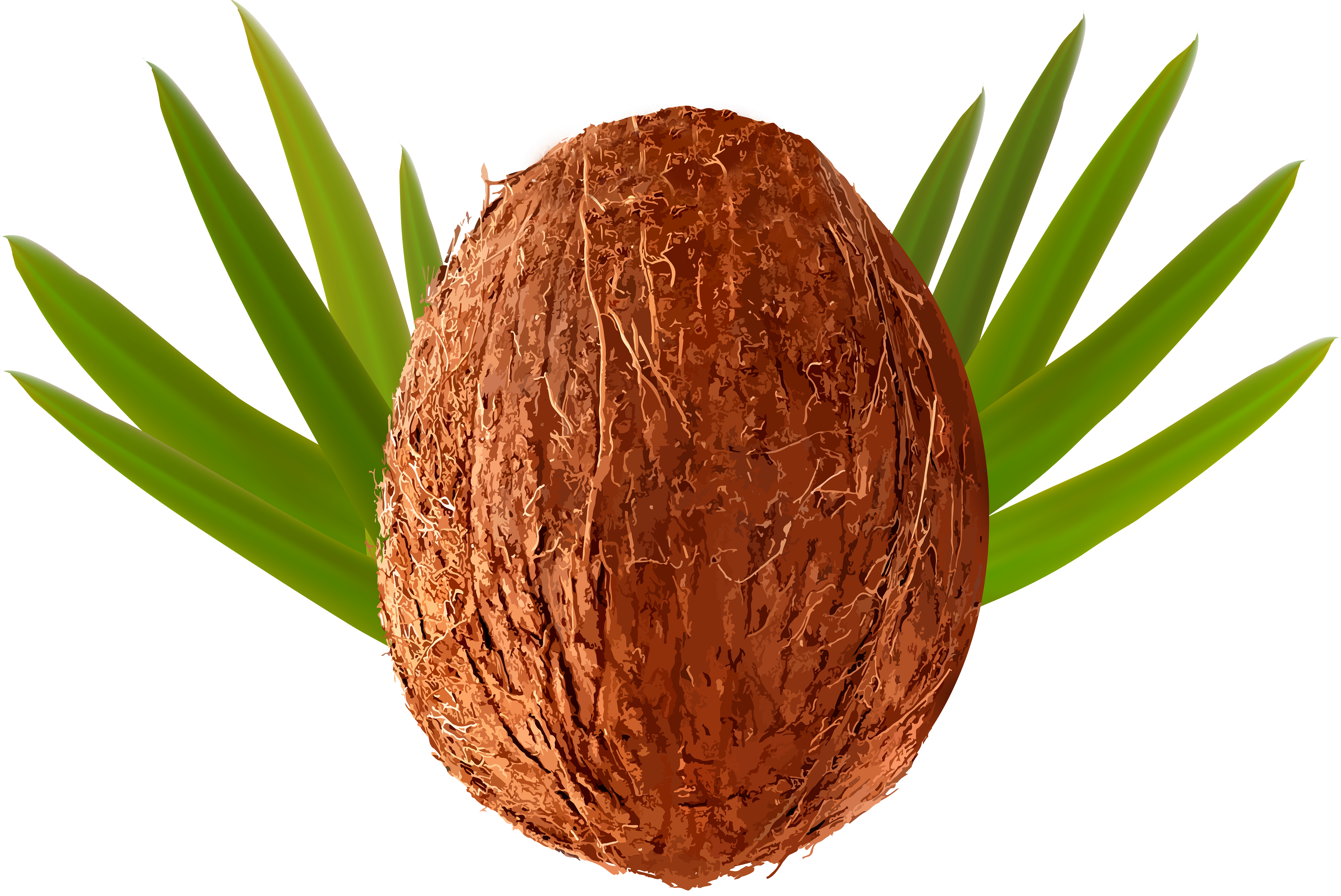 Clip Art Coconut 20 Free Cliparts Download Images On Clipground 2021