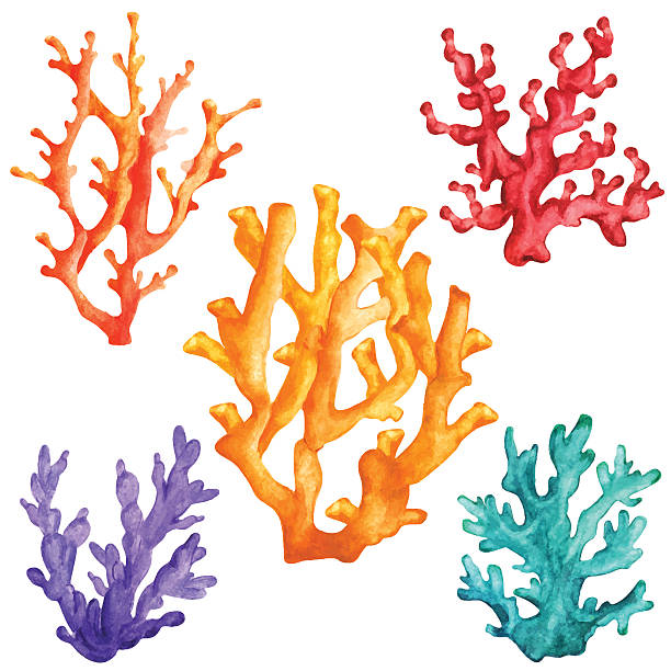 clip art coral 20 free Cliparts | Download images on Clipground 2023