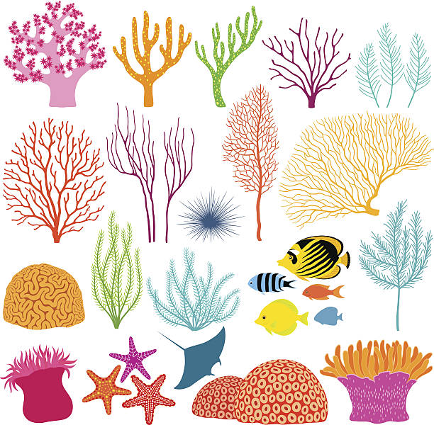 Best Coral Reefs Illustrations, Royalty.