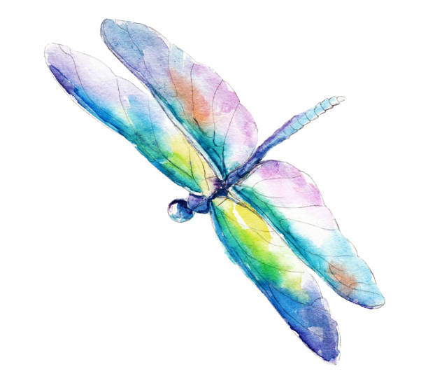 Best Dragonfly Illustrations, Royalty.