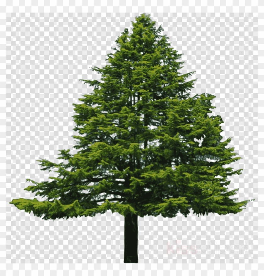 Douglas Fir Tree Png Clipart Pine Douglas Fir Clip.