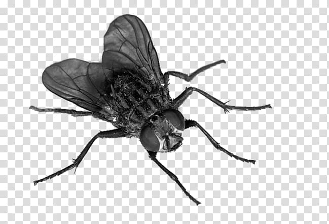 Common house fly illustration, Fly Insect , Flies transparent.