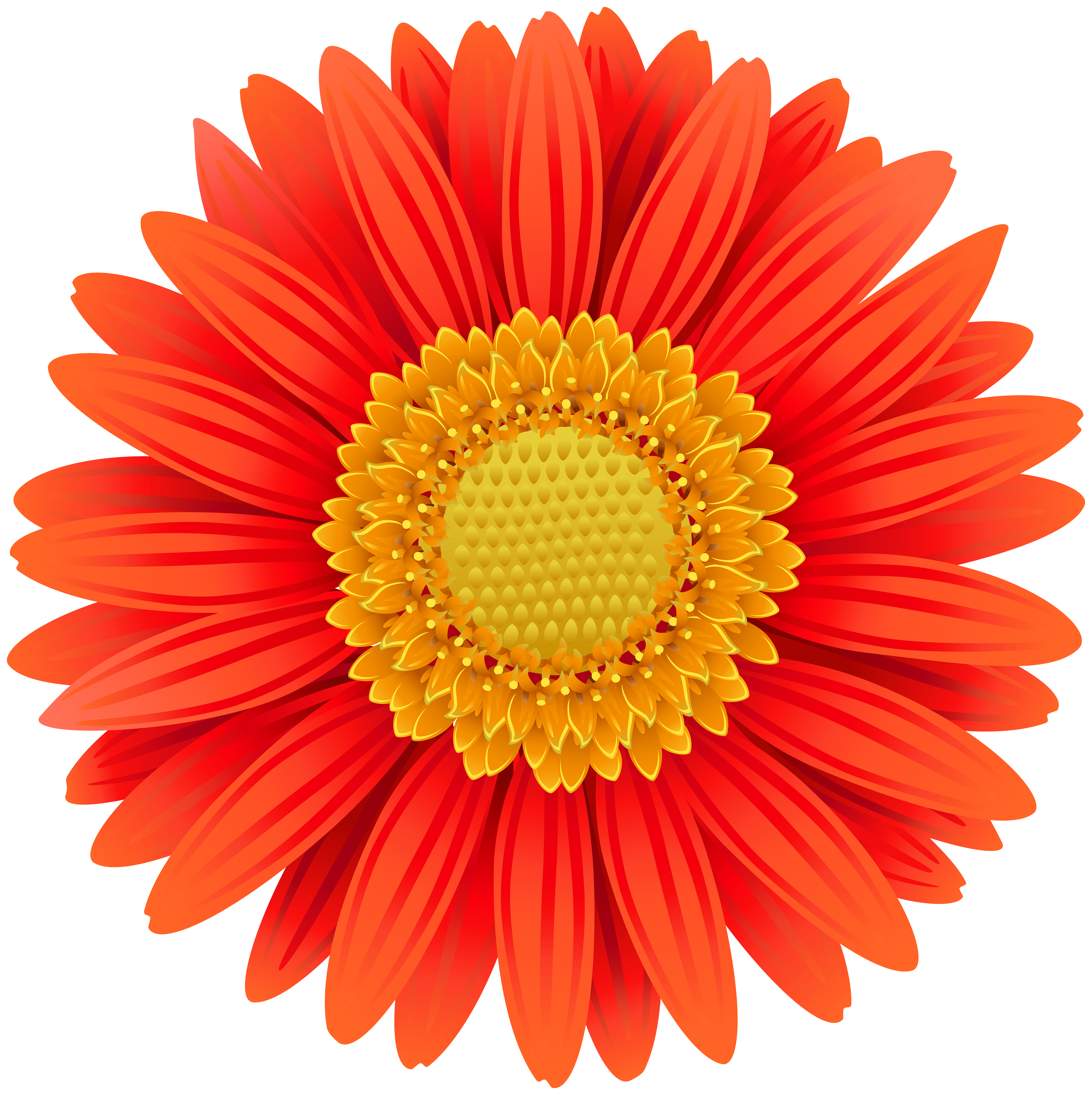 clip-art-gerber-daisy-20-free-cliparts-download-images-on-clipground-2023