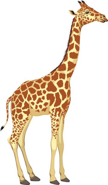 Clip Art Giraffe 20 Free Cliparts Download Images On Clipground 2022