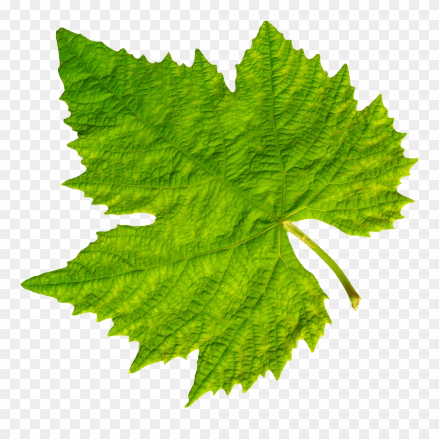 Download Grape Vine Leaf Png Images Background.