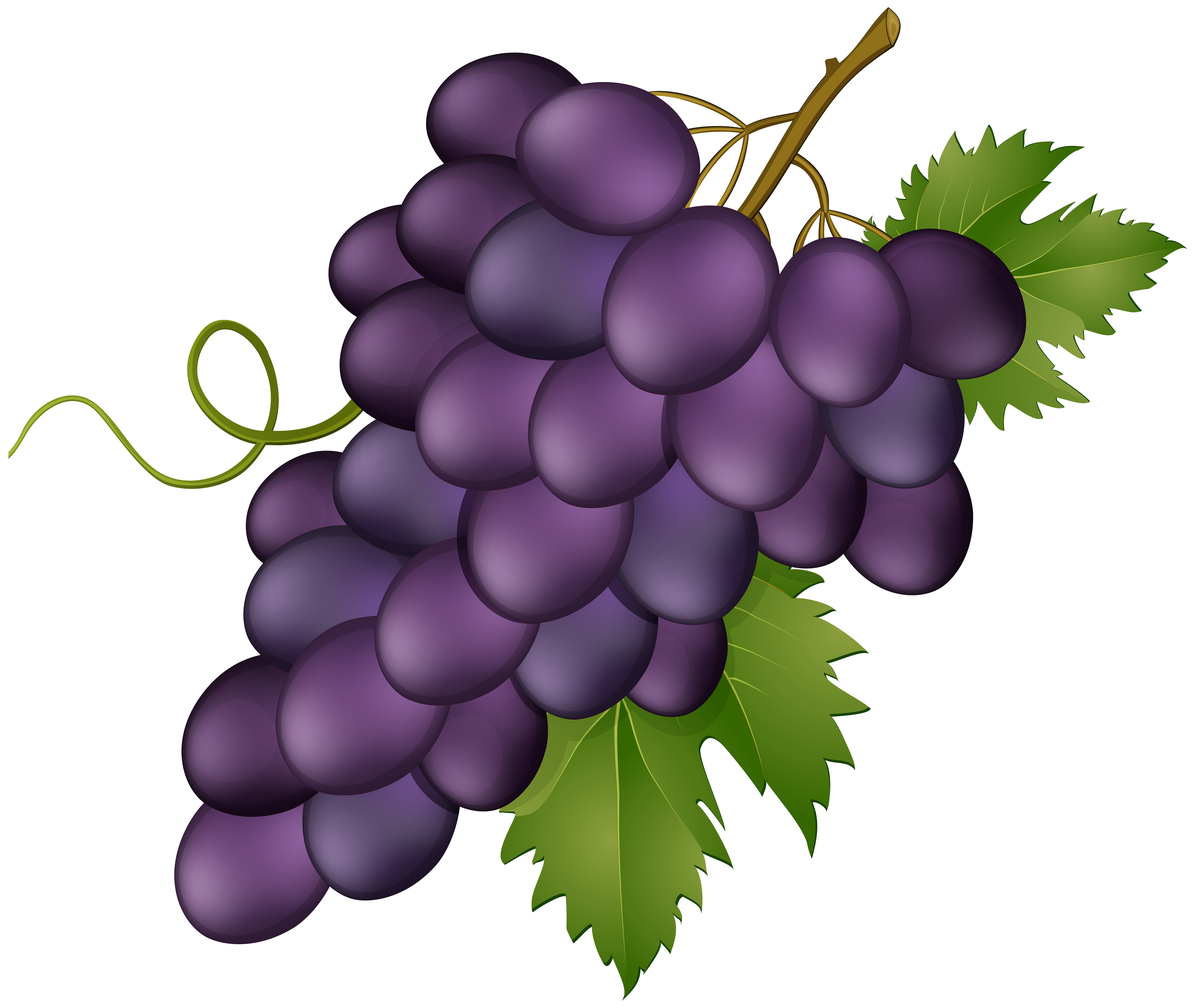 clip-art-grapes-free-20-free-cliparts-download-images-on-clipground-2024