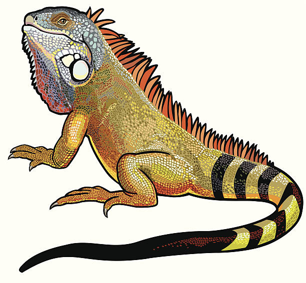 clip art iguana 20 free Cliparts | Download images on Clipground 2024