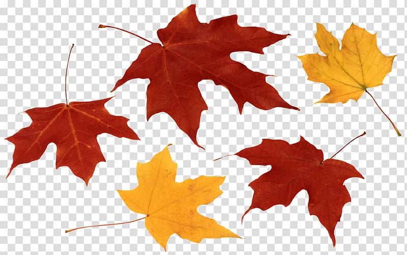 Maple leaves, Autumn leaf color , Fall Leaves transparent background.