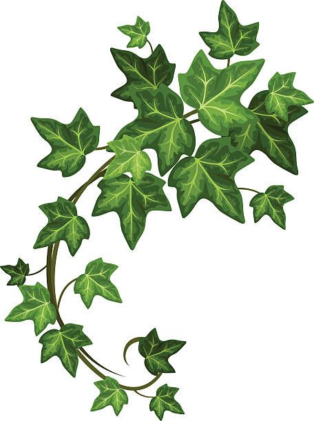 clip art ivy 20 free Cliparts | Download images on Clipground 2024