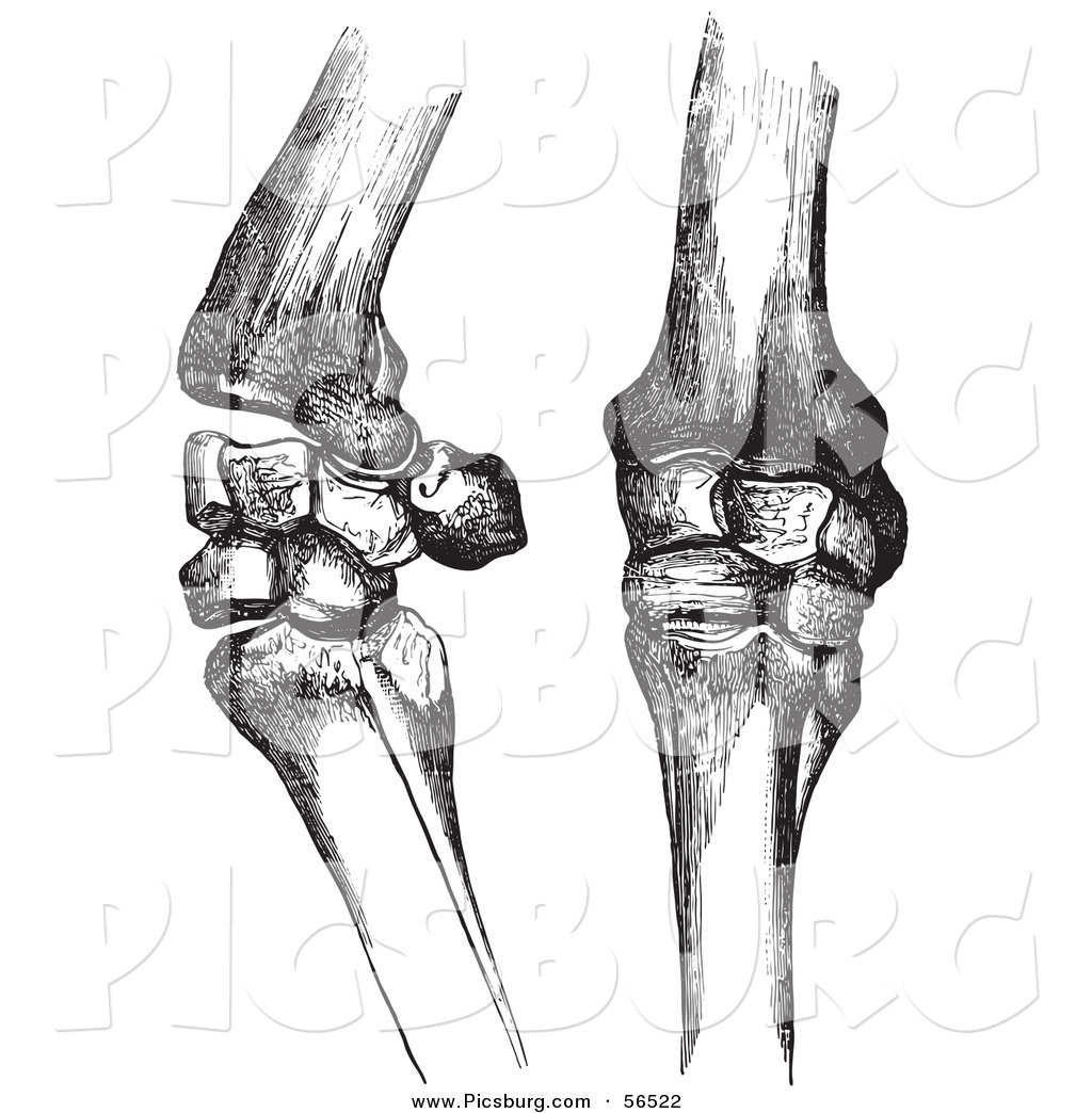Clip Art of Two Horse Knee Bones and Joints.