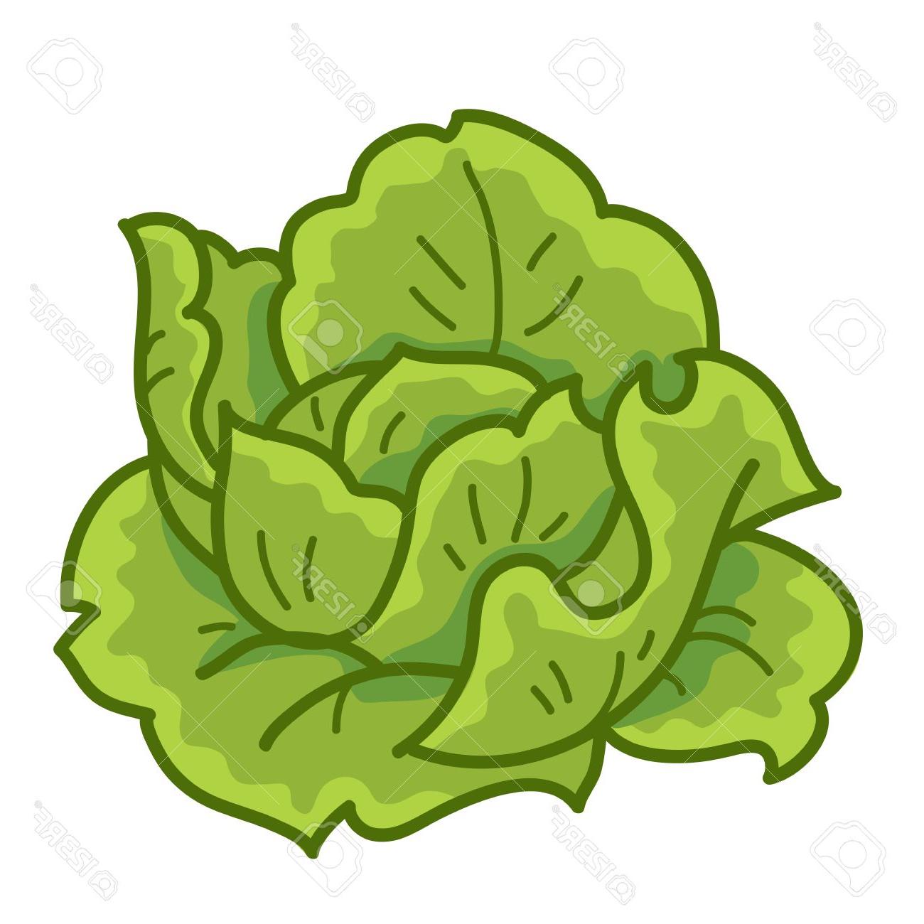 clip art lettuce 20 free Cliparts | Download images on Clipground 2023