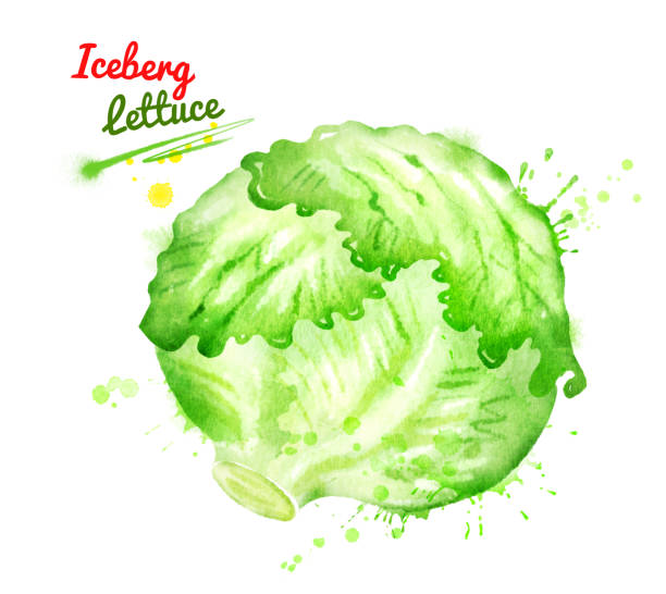 Best Iceberg Lettuce Illustrations, Royalty.