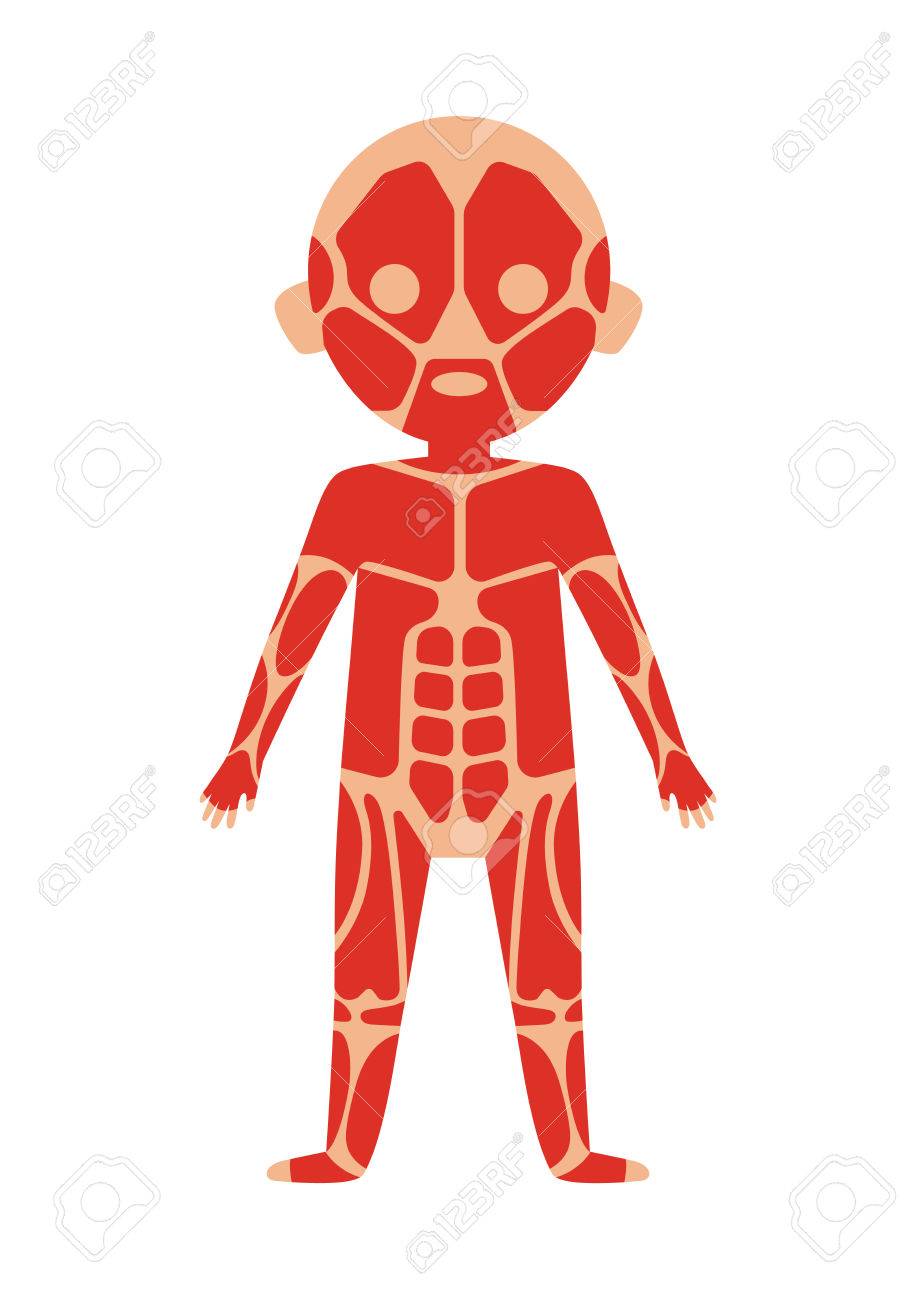 clip art muscular system 20 free Cliparts | Download images on