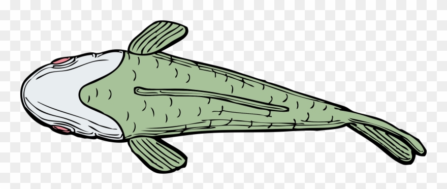 Fish Top View Clipart Royalty Free.