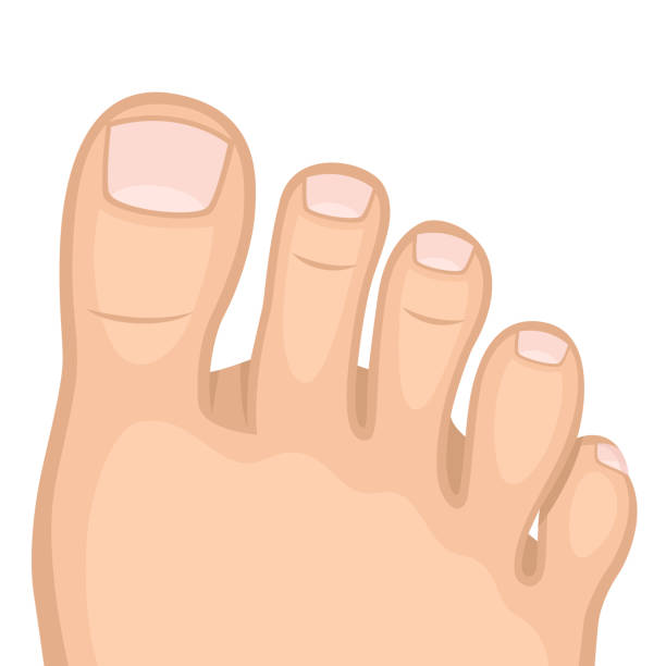 clip art of toes 20 free Cliparts | Download images on Clipground 2021