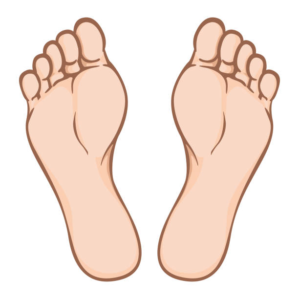 clip art of toes 20 free Cliparts | Download images on Clipground 2021