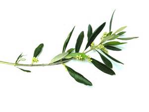 Similiar Olive Branch Vector Keywords.