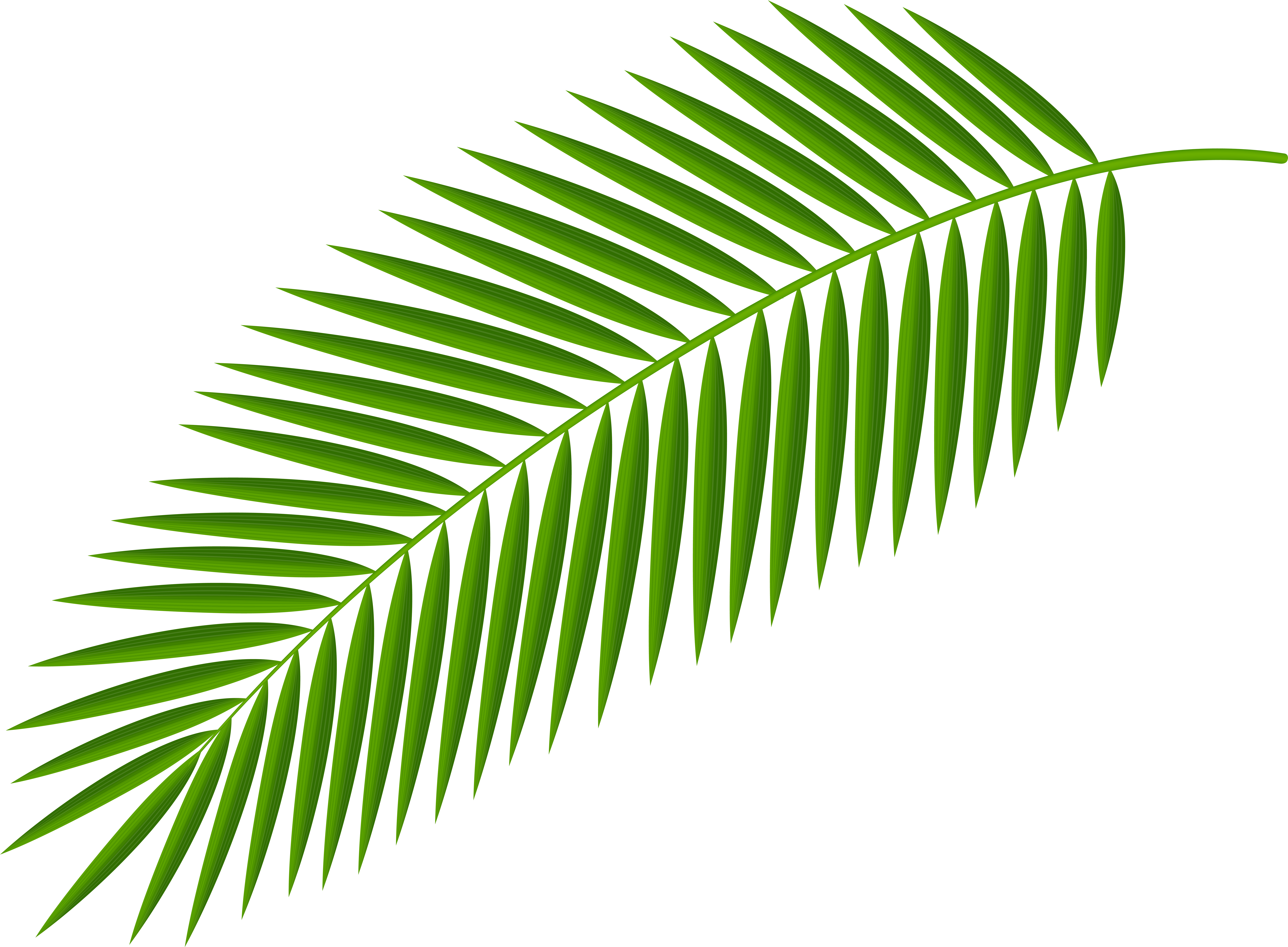 Leaves Clipart Palm Branch.