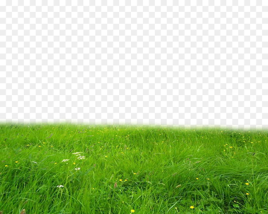 Grass Background png download.