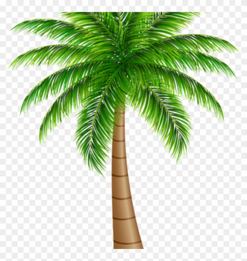 Palm Clipart Palm Tree Large Png Clip Art Image Art.