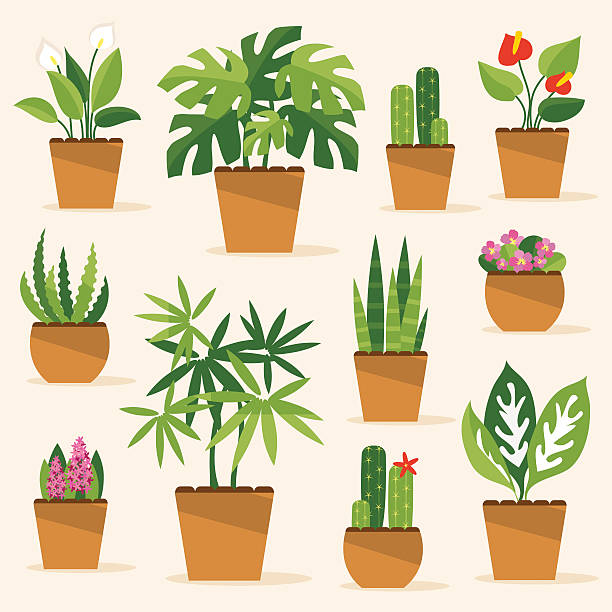 Best Potted Plant Illustrations, Royalty.