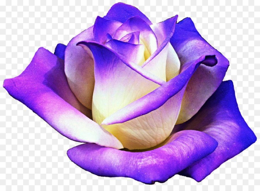 clip art purple rose 20 free Cliparts | Download images on Clipground 2022