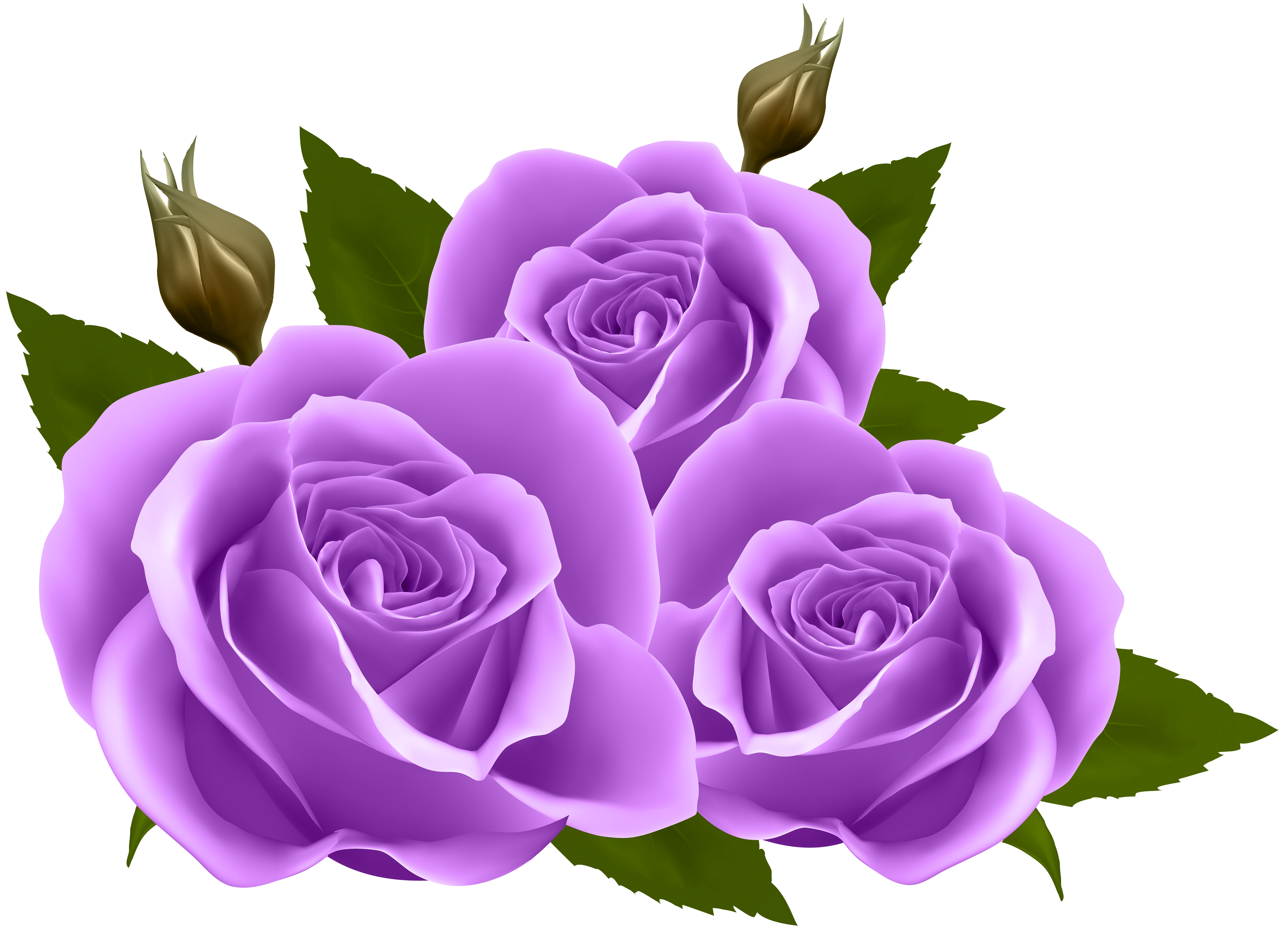 Purple Roses PNG Clip Art Image.