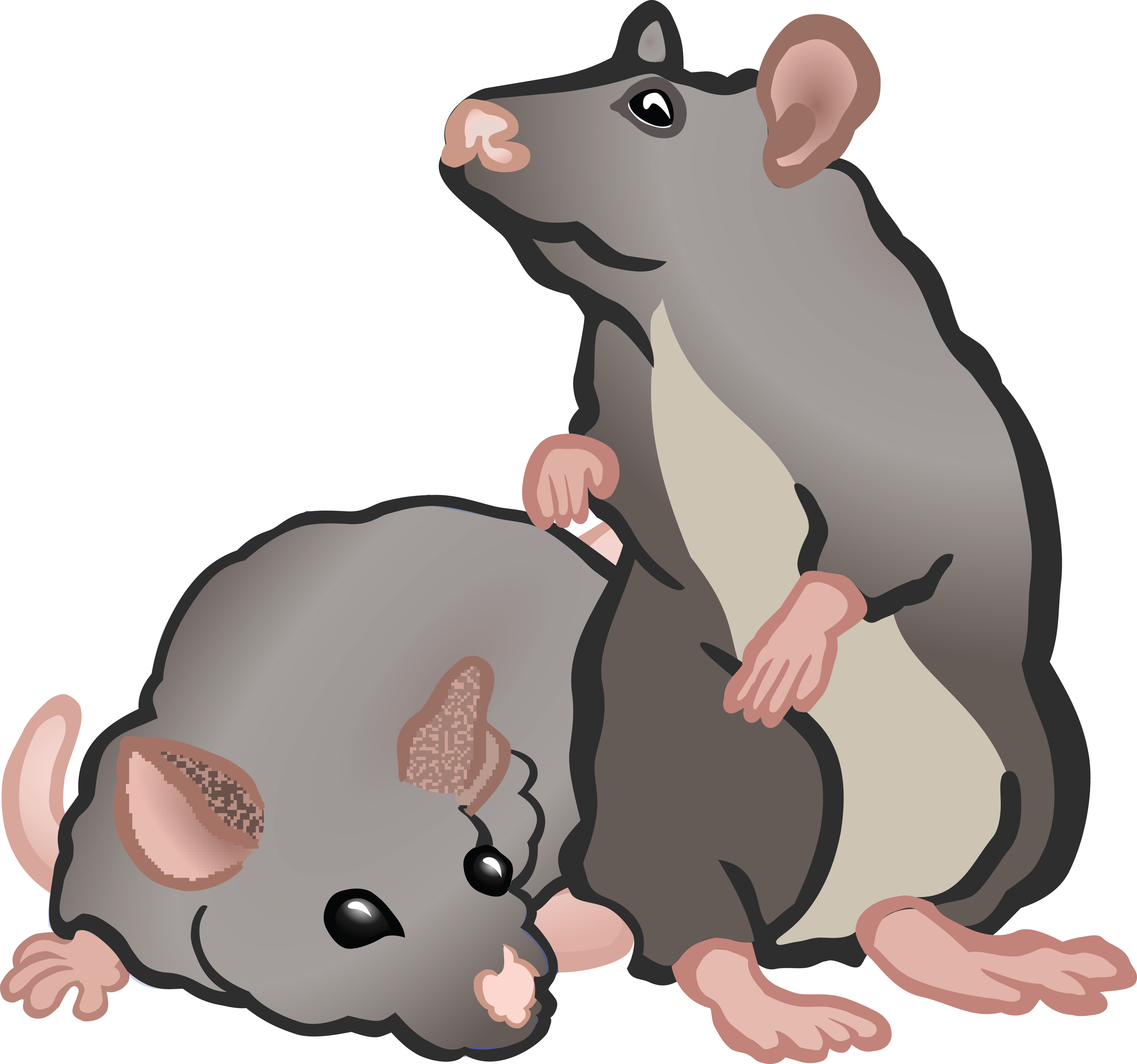 Free Clipart Of rats or mice.